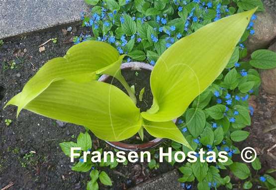 Hosta Emma Foster